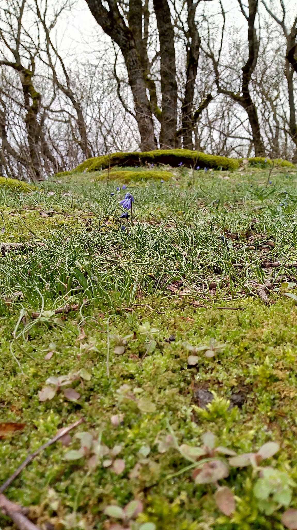 Motorola Moto E (4) Plus sample photo