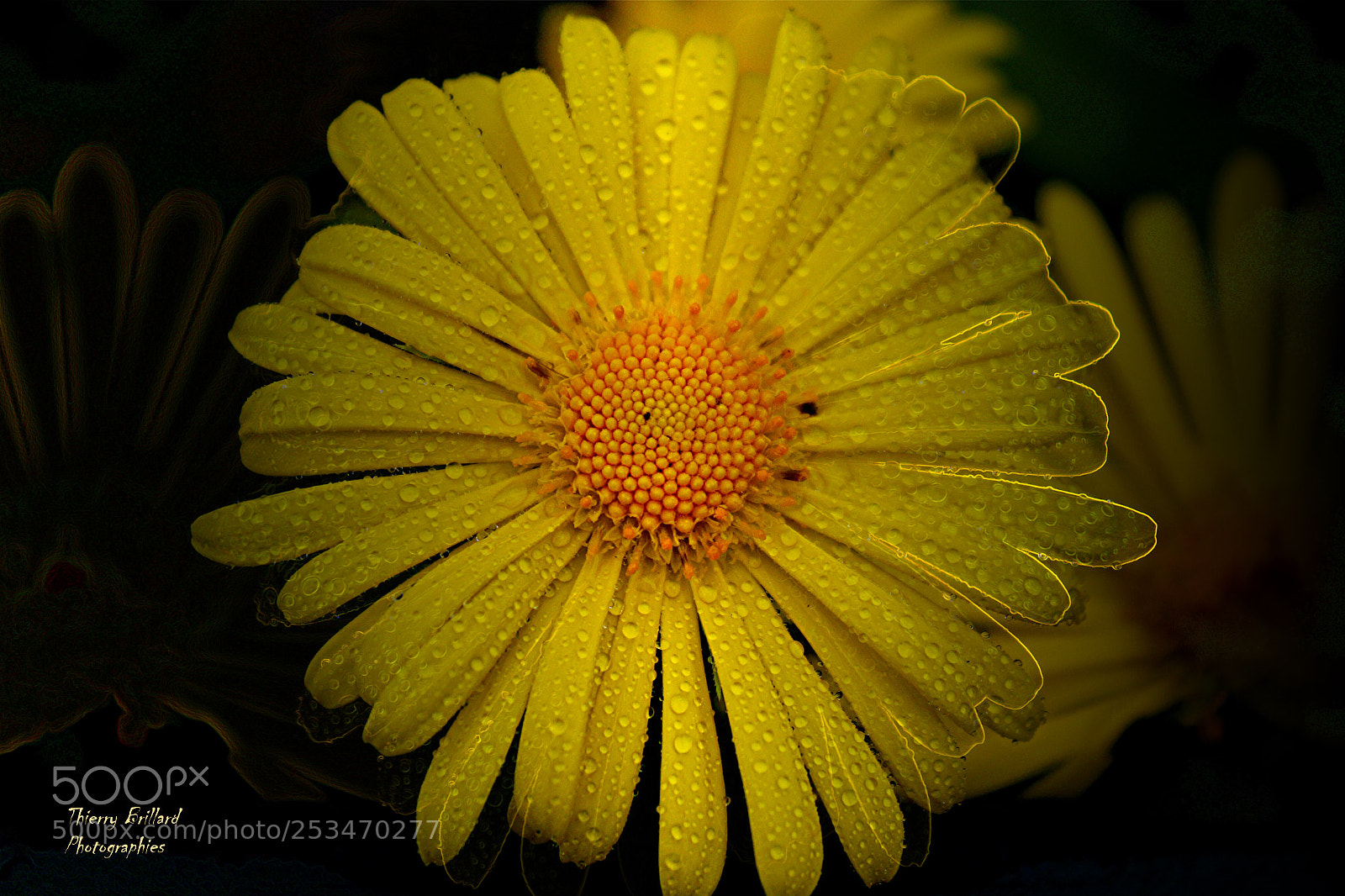 Canon EOS 600D (Rebel EOS T3i / EOS Kiss X5) sample photo. Jaune comme un soleil photography