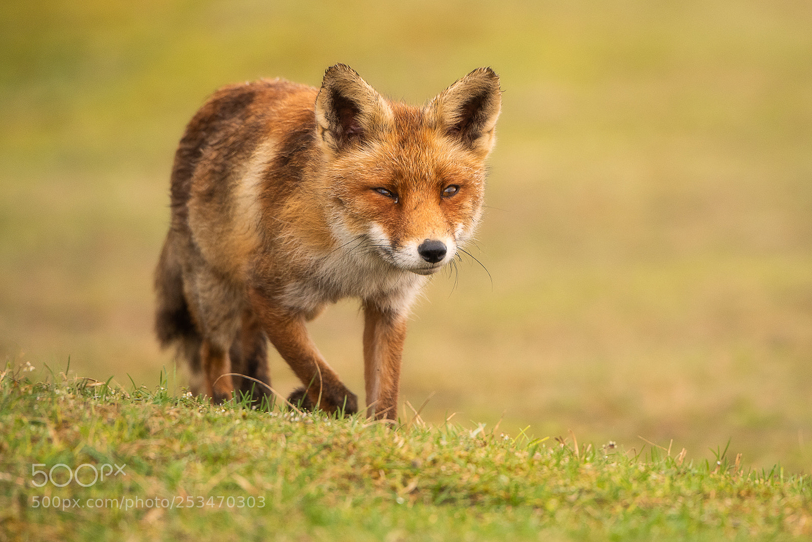 Nikon D810 sample photo. Focused fox photography