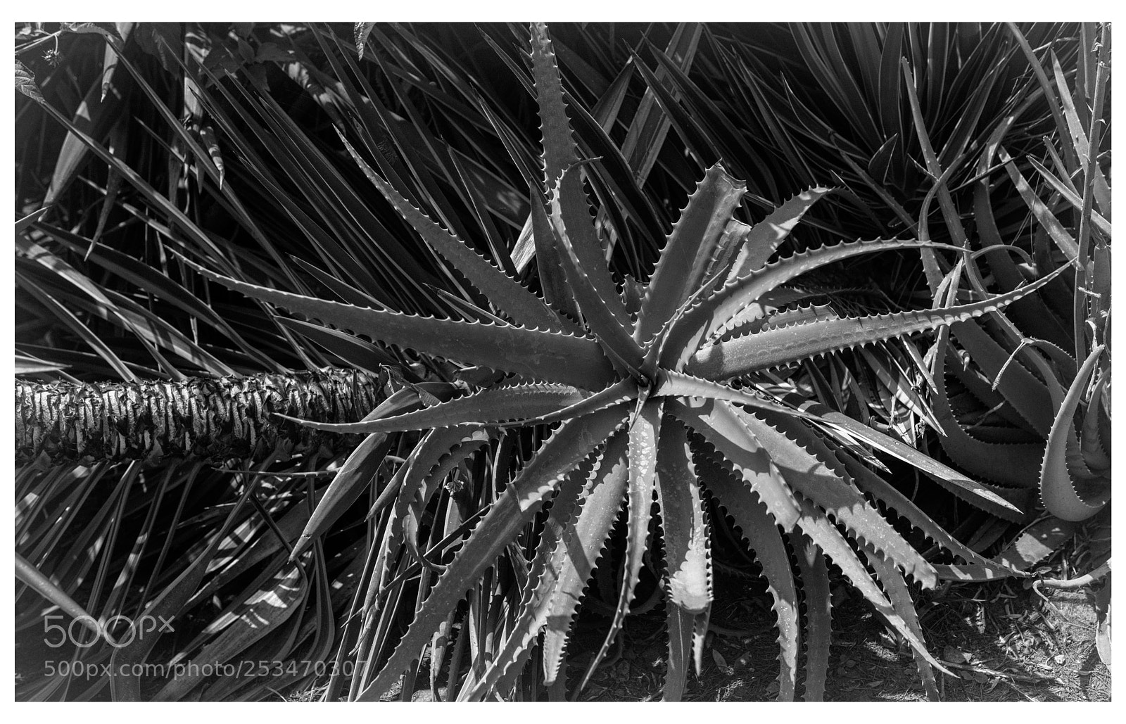 Nikon D800E sample photo. Coming down photography