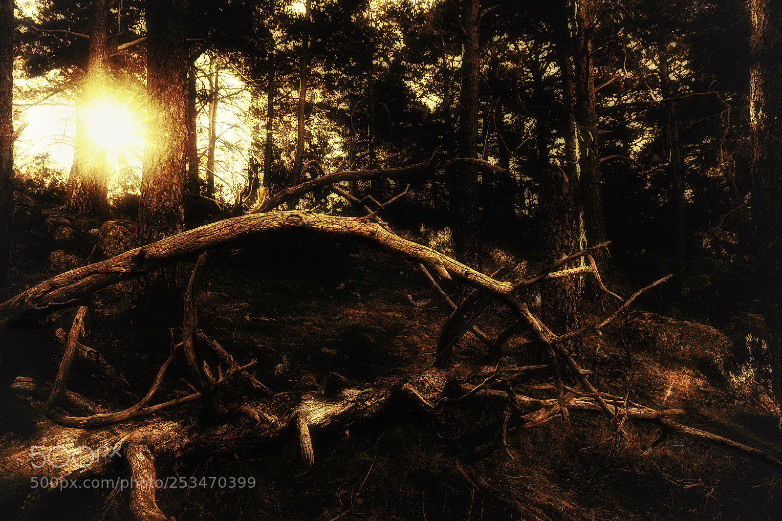 Canon EOS 50D sample photo. Amanece en el bosque photography