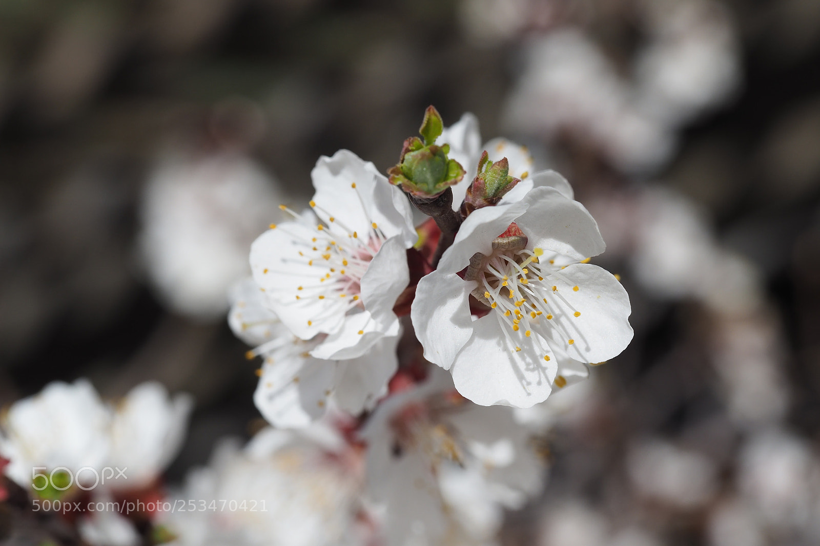 Olympus OM-D E-M5 II sample photo. Apricot tree photography