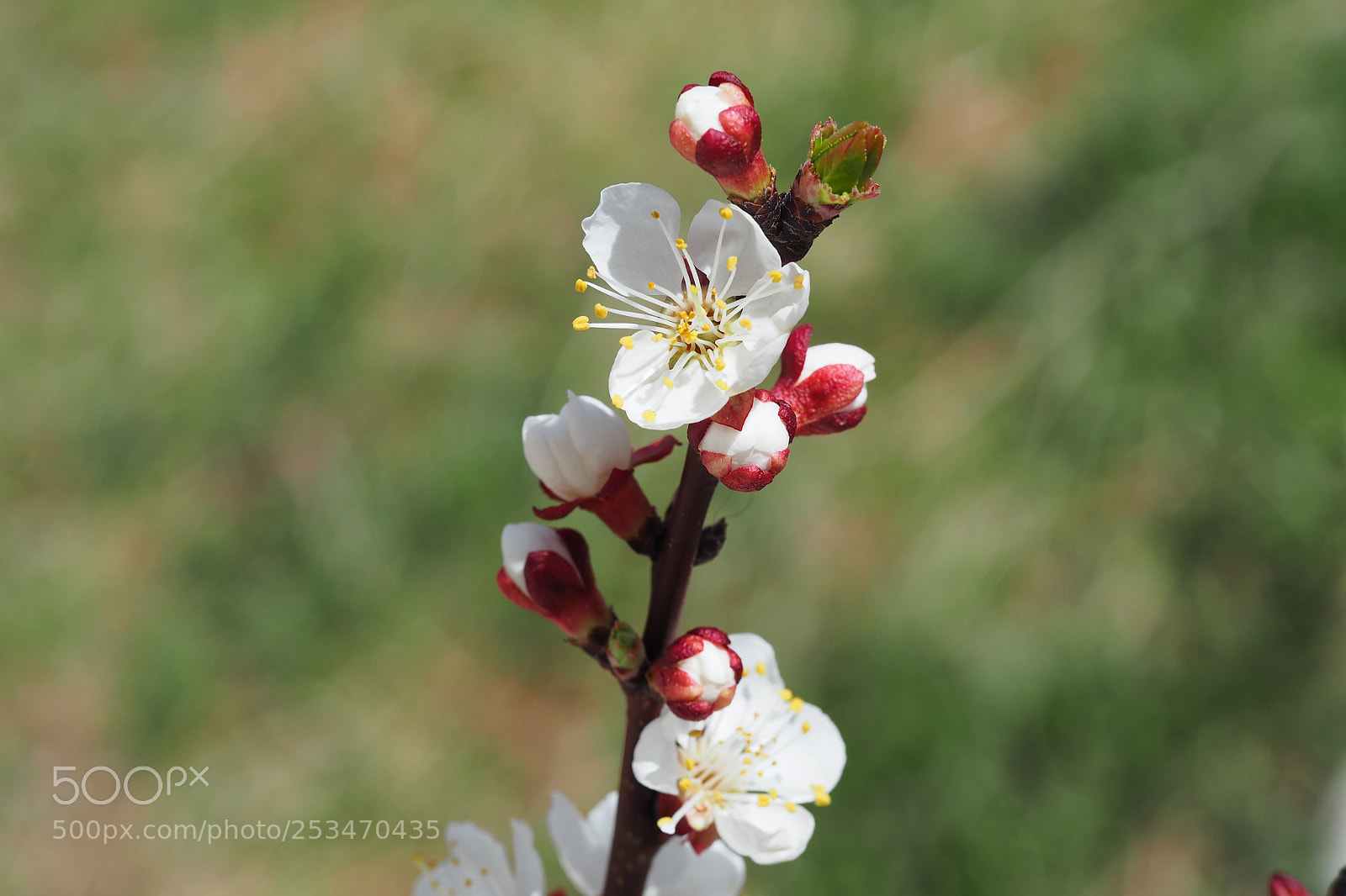Olympus OM-D E-M5 II sample photo. Apricot tree photography