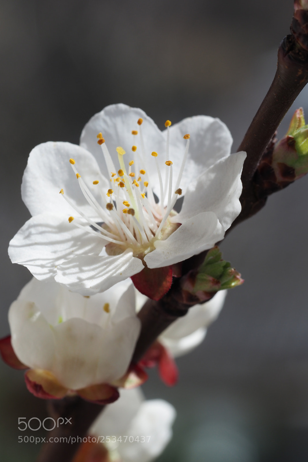 Olympus OM-D E-M5 II sample photo. Apricot tree photography
