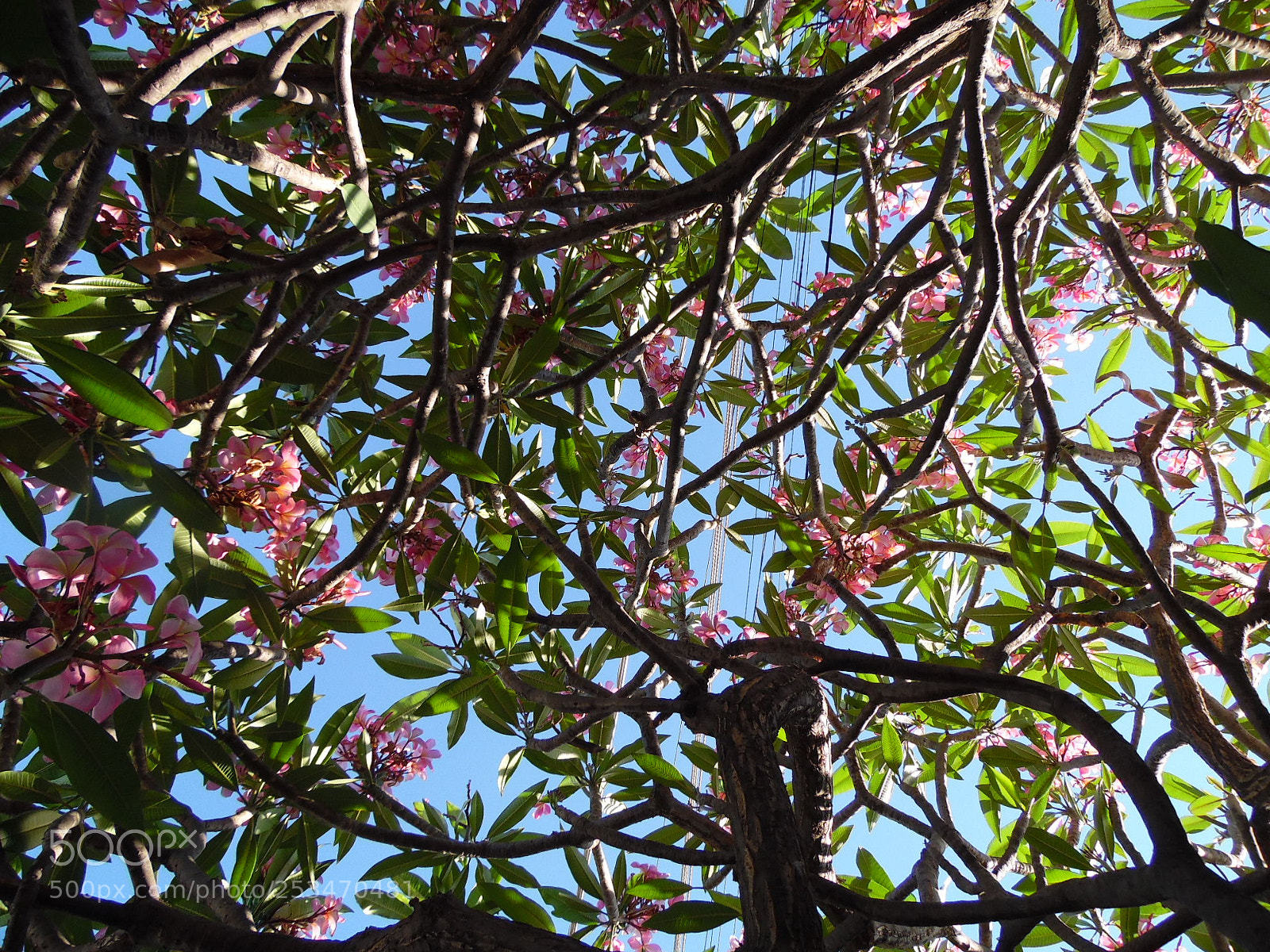 Samsung WB1100F/WB1101F/WB1102F sample photo. The wind color photography
