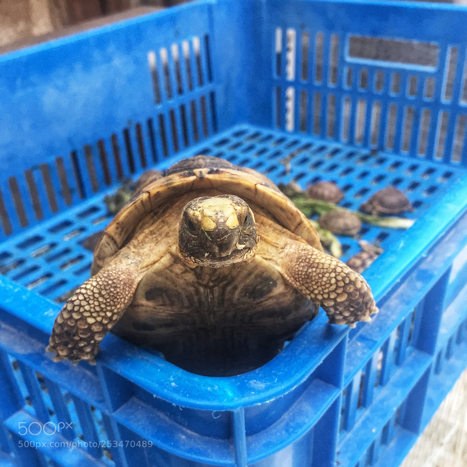 Apple iPhone 6 sample photo. Tortoise photography
