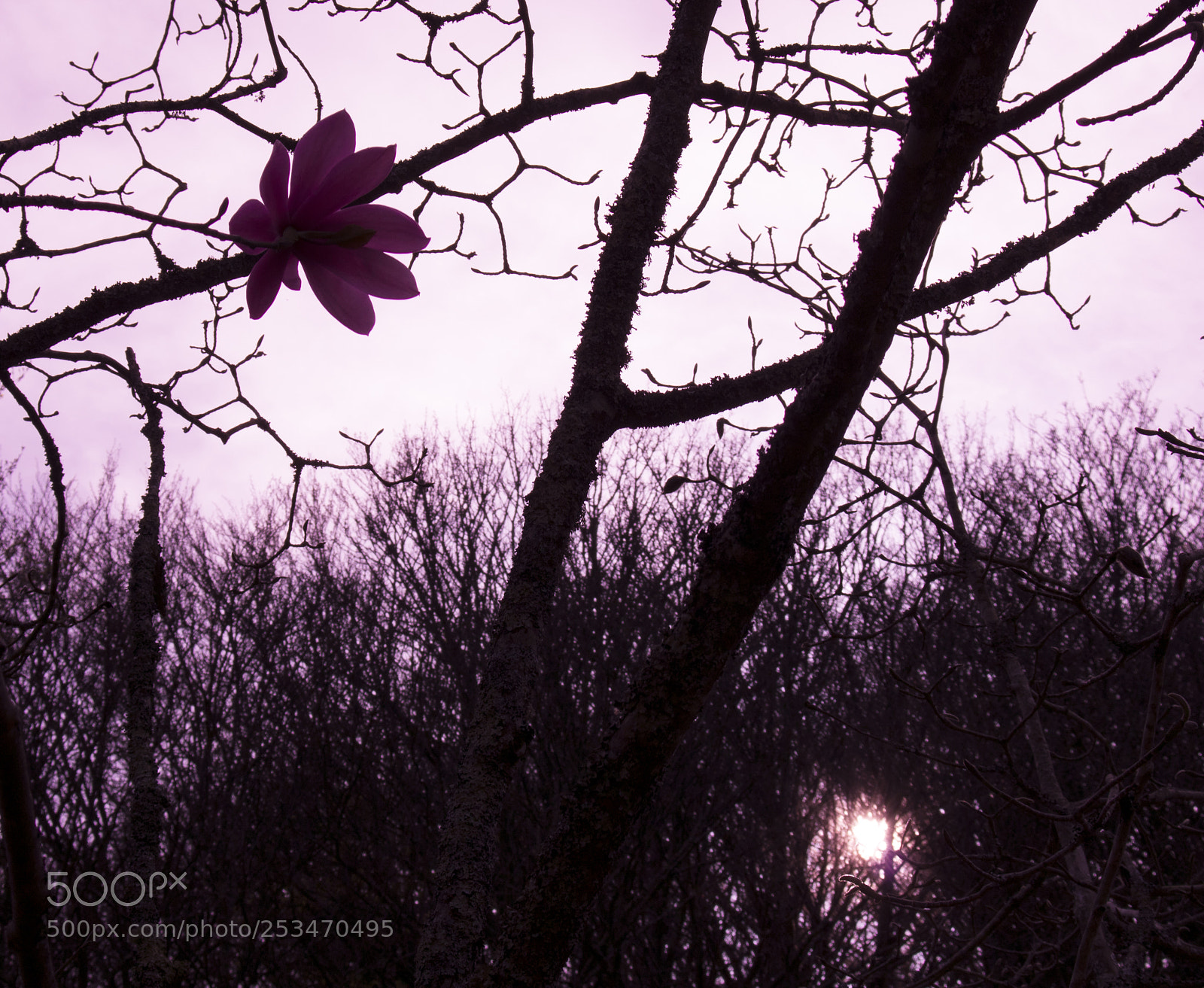 Canon EOS 750D (EOS Rebel T6i / EOS Kiss X8i) sample photo. Last flower photography