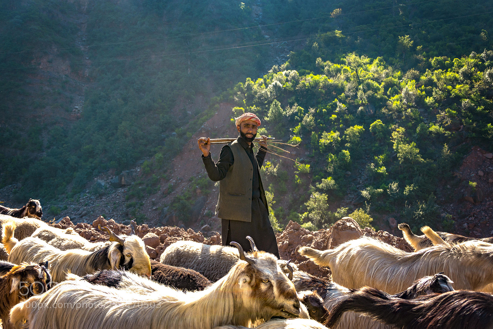 Nikon D7100 sample photo. The shepherd photography