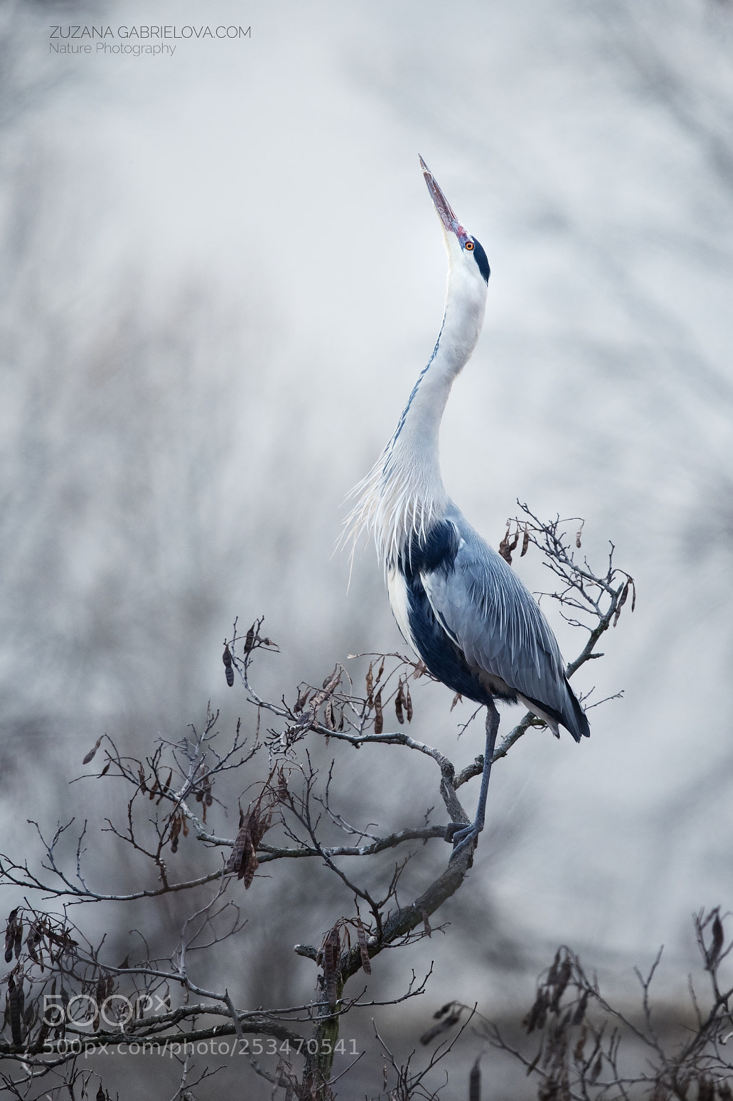 Nikon D500 sample photo. Grey heron photography