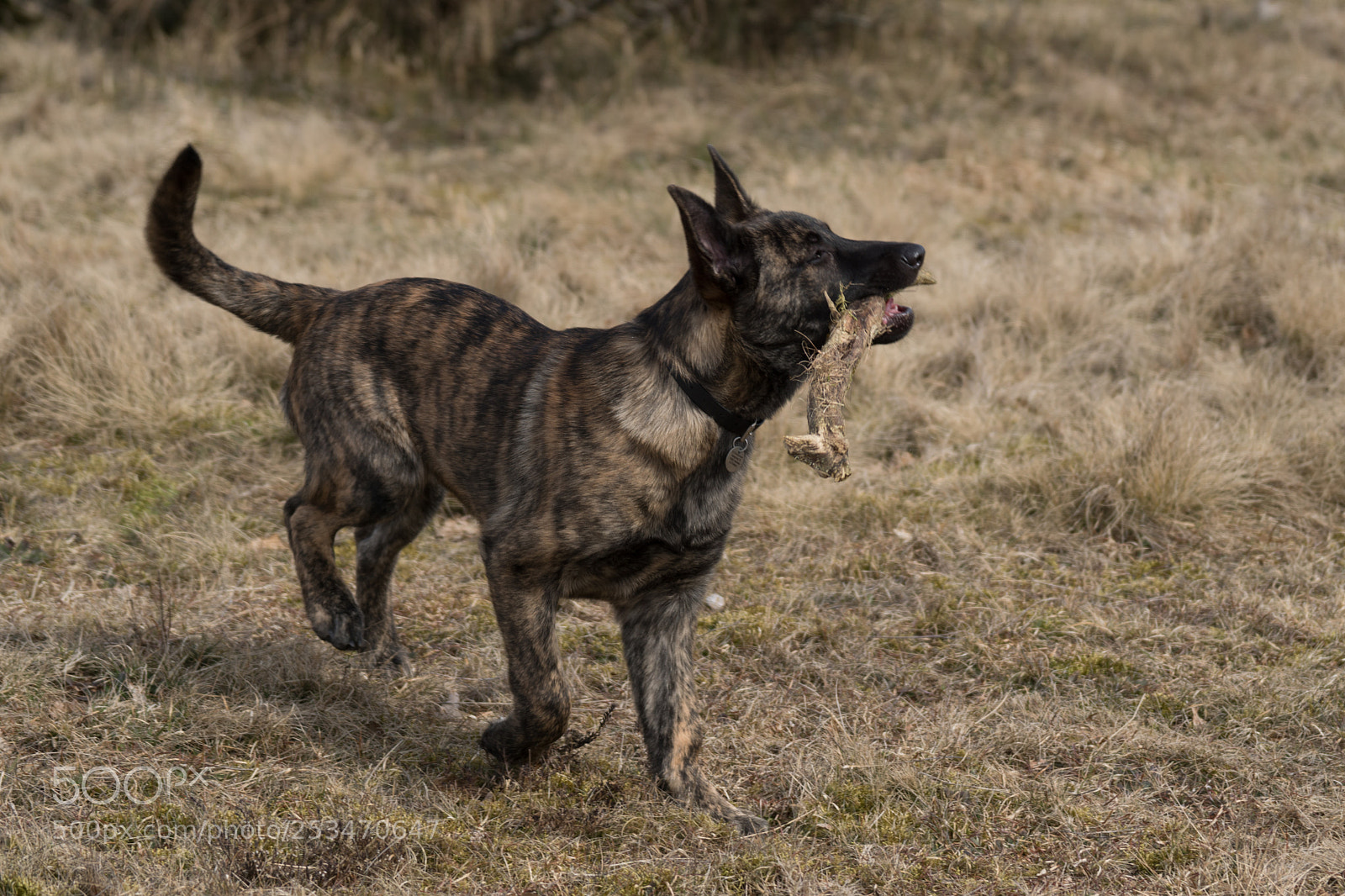Sony ILCA-77M2 sample photo. Galdur photography