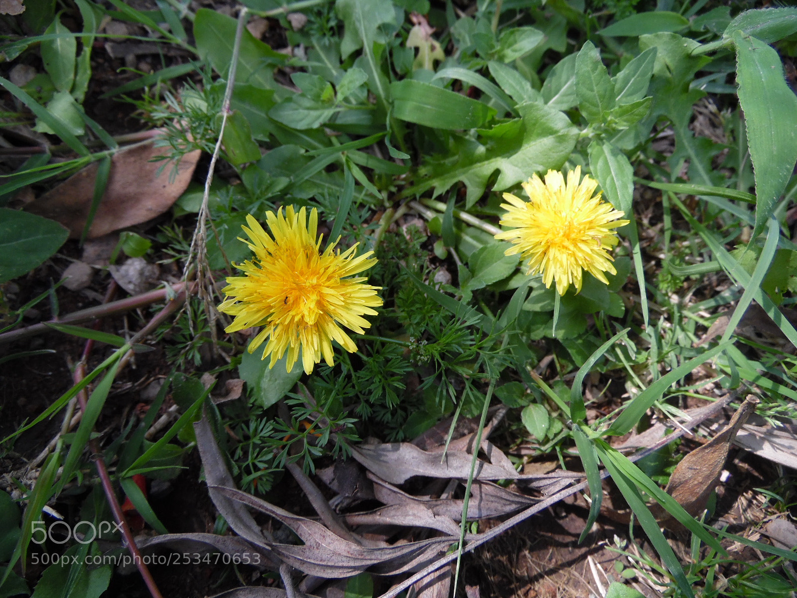 Samsung WB1100F/WB1101F/WB1102F sample photo. Feel photography