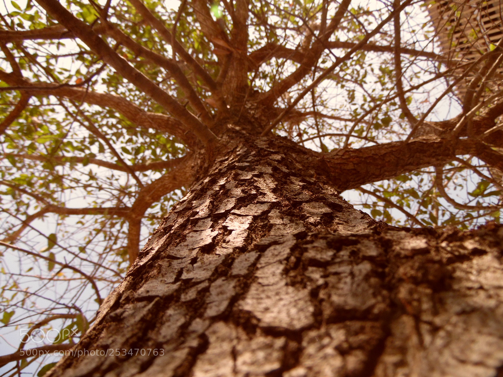 Samsung WB1100F/WB1101F/WB1102F sample photo. Dimensions photography
