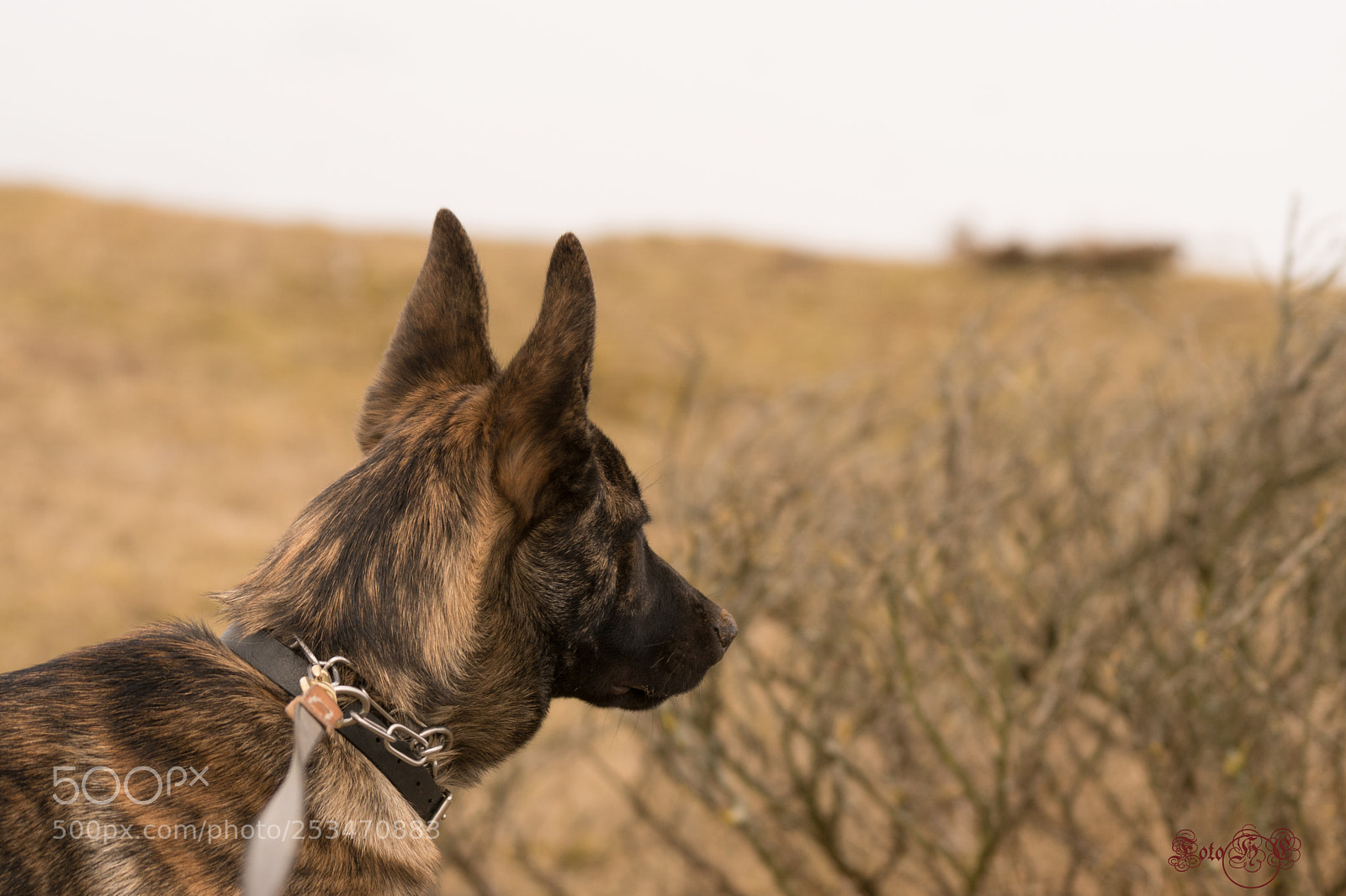 Sony ILCA-77M2 sample photo. Galdur photography
