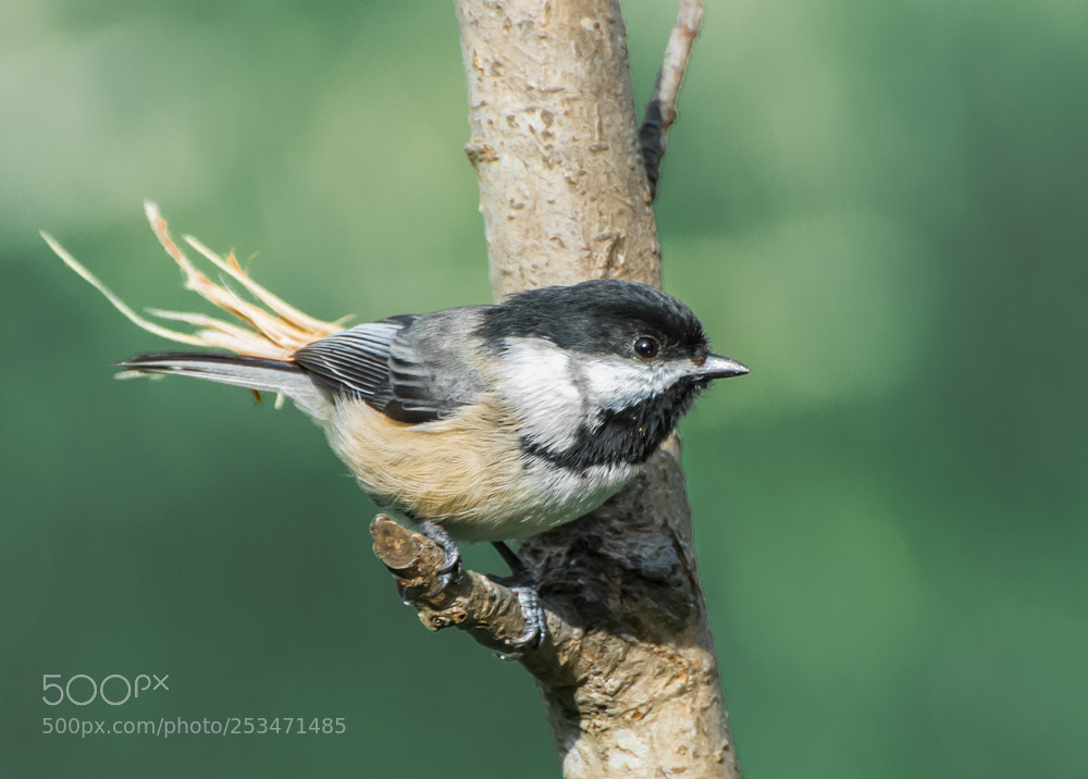 Nikon D7100 sample photo. A chickadee,on a branch photography