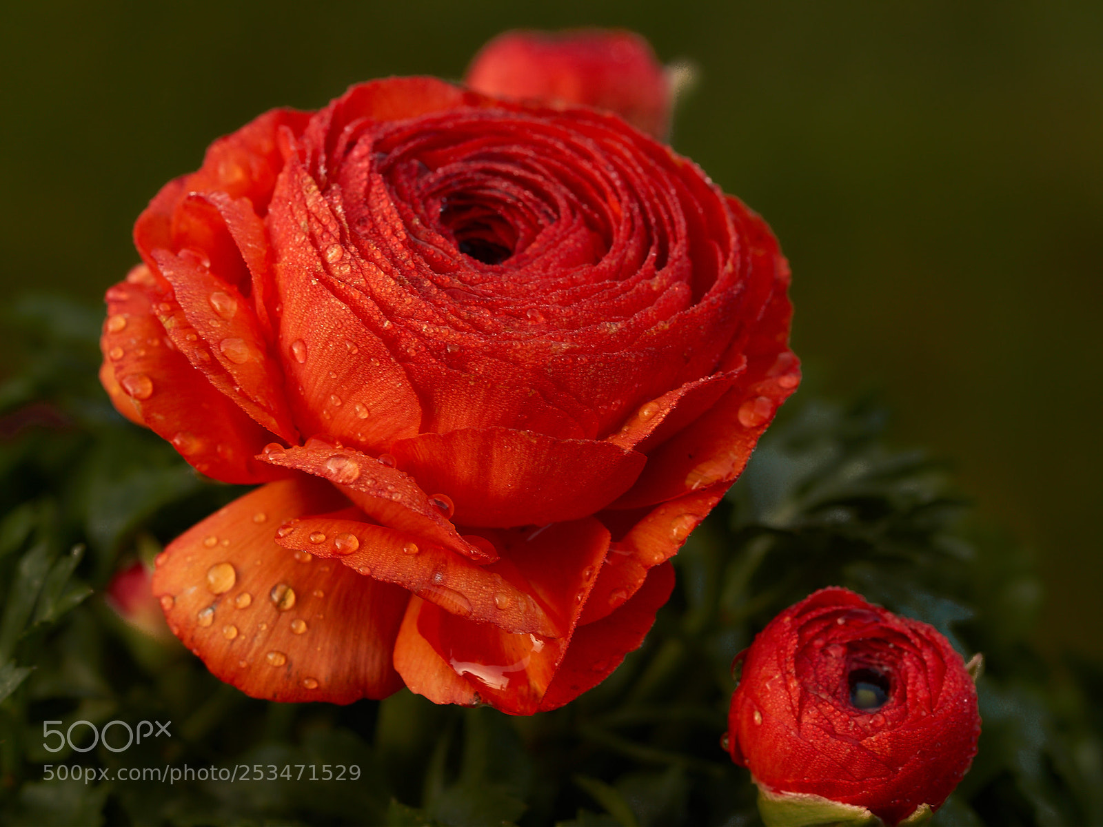 Sony SLT-A65 (SLT-A65V) sample photo. Two red buttercup photography