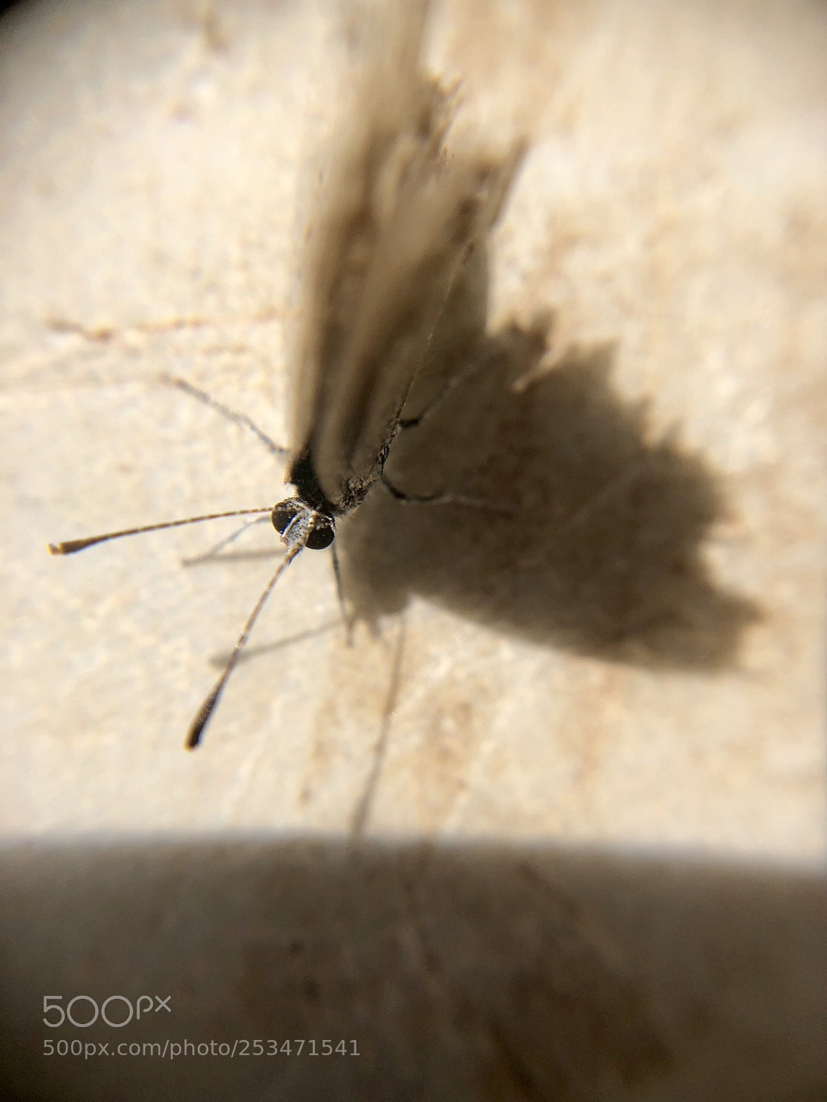 Apple iPhone X sample photo. See my shadow photography