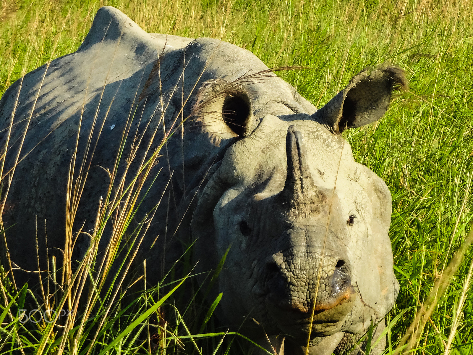 Sony Cyber-shot DSC-WX50 sample photo. The indian rhino. photography