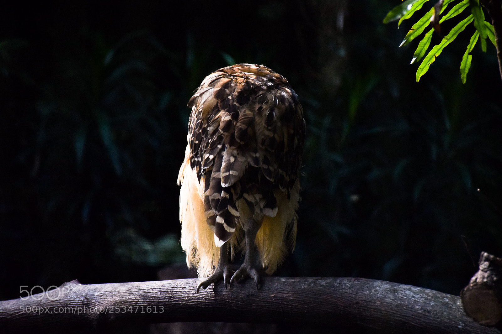 Nikon D5300 sample photo. Mysterious owl photography