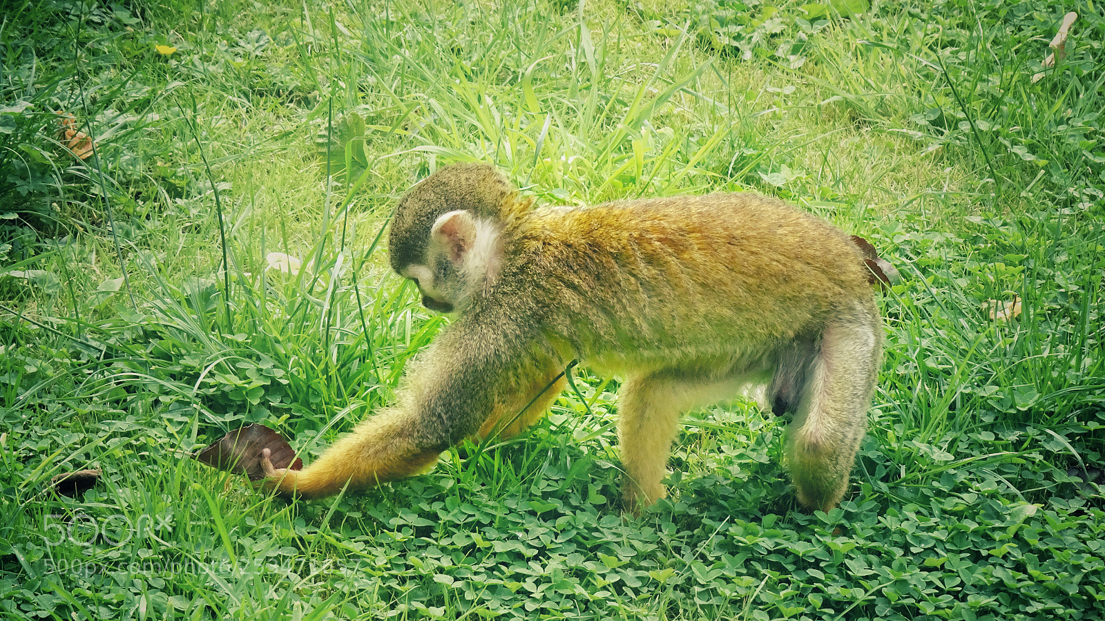 Sony Cyber-shot DSC-WX350 sample photo. Monkey in a grass photography
