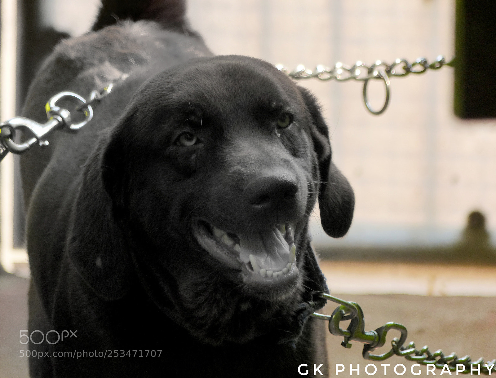 Panasonic Lumix DMC-FZ200 sample photo. Dog photography