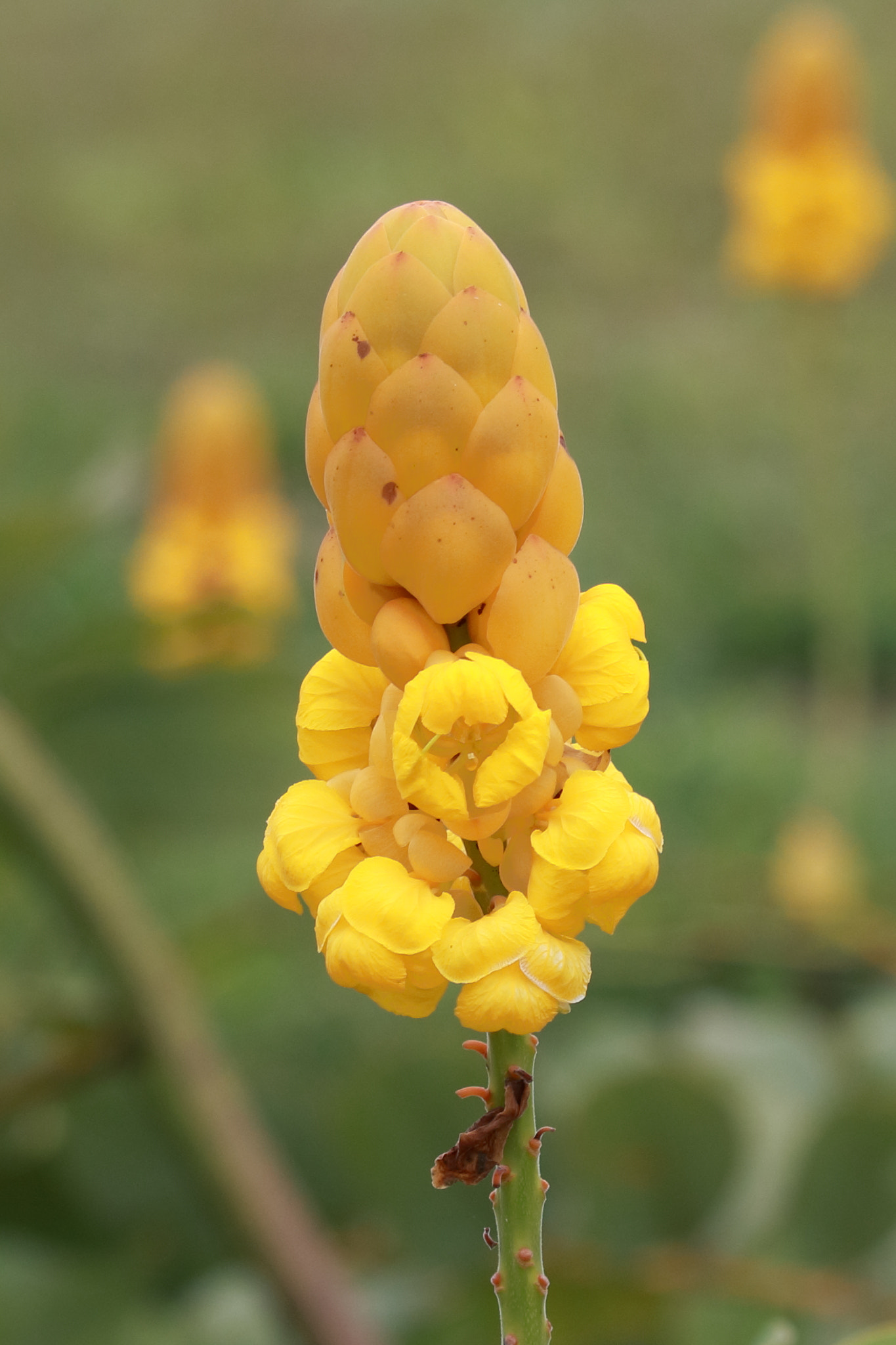 Canon EF-S 55-250mm F4-5.6 IS STM sample photo. Candletree.(senna alata) photography