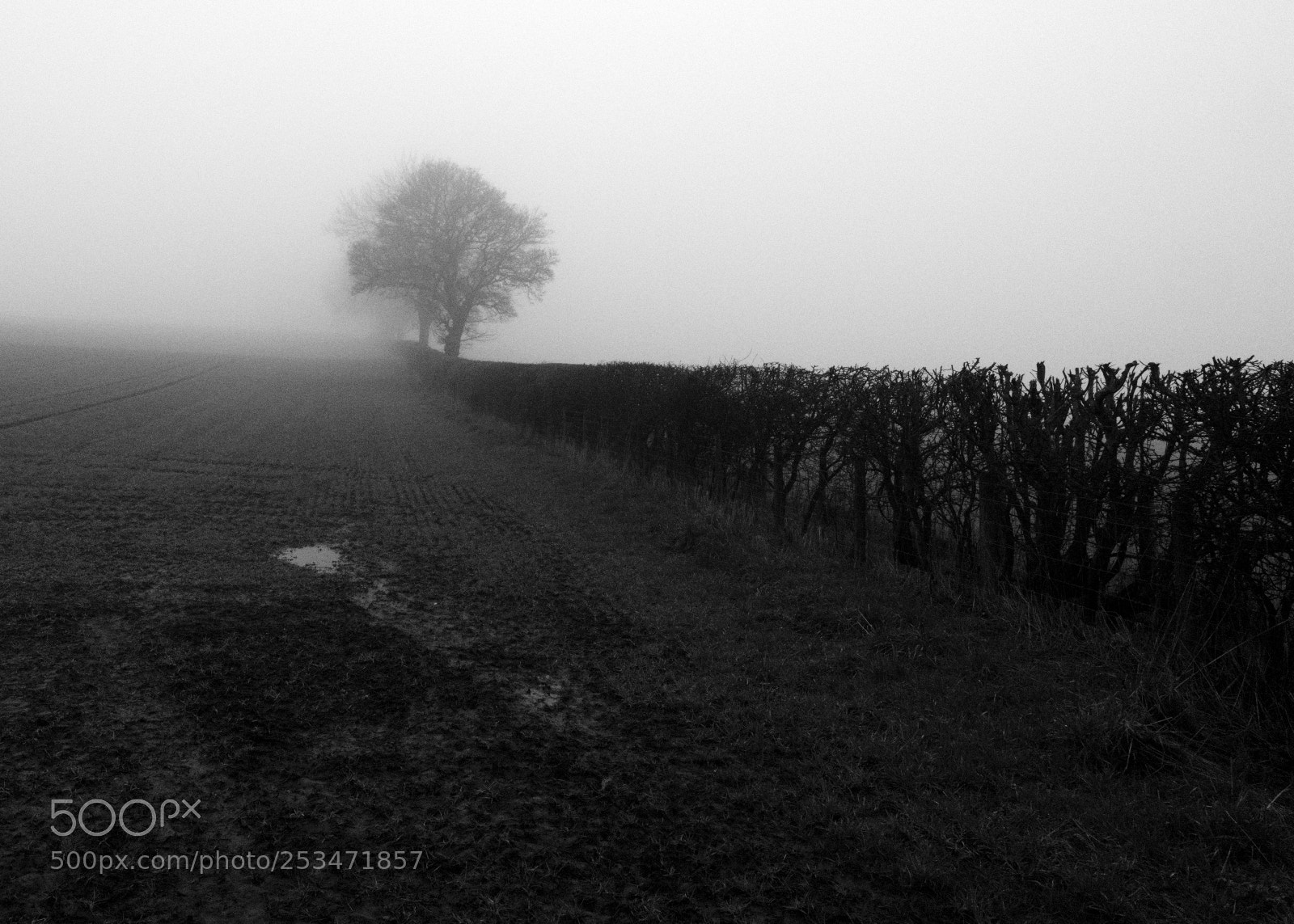 Fujifilm GFX 50S sample photo. Through the fog ii photography