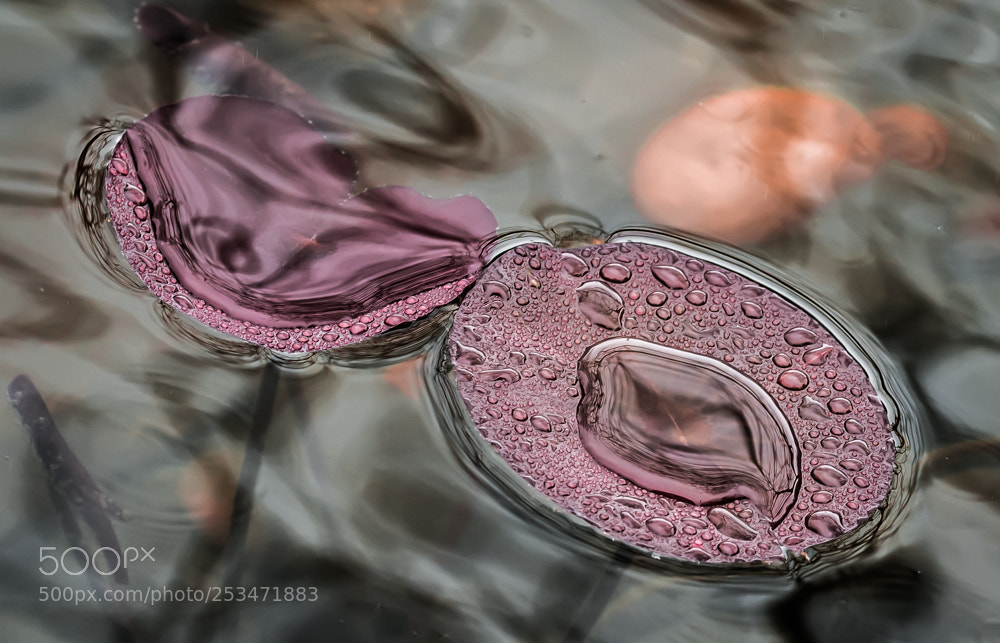 Nikon D7100 sample photo. Rainrd on lily pads. photography