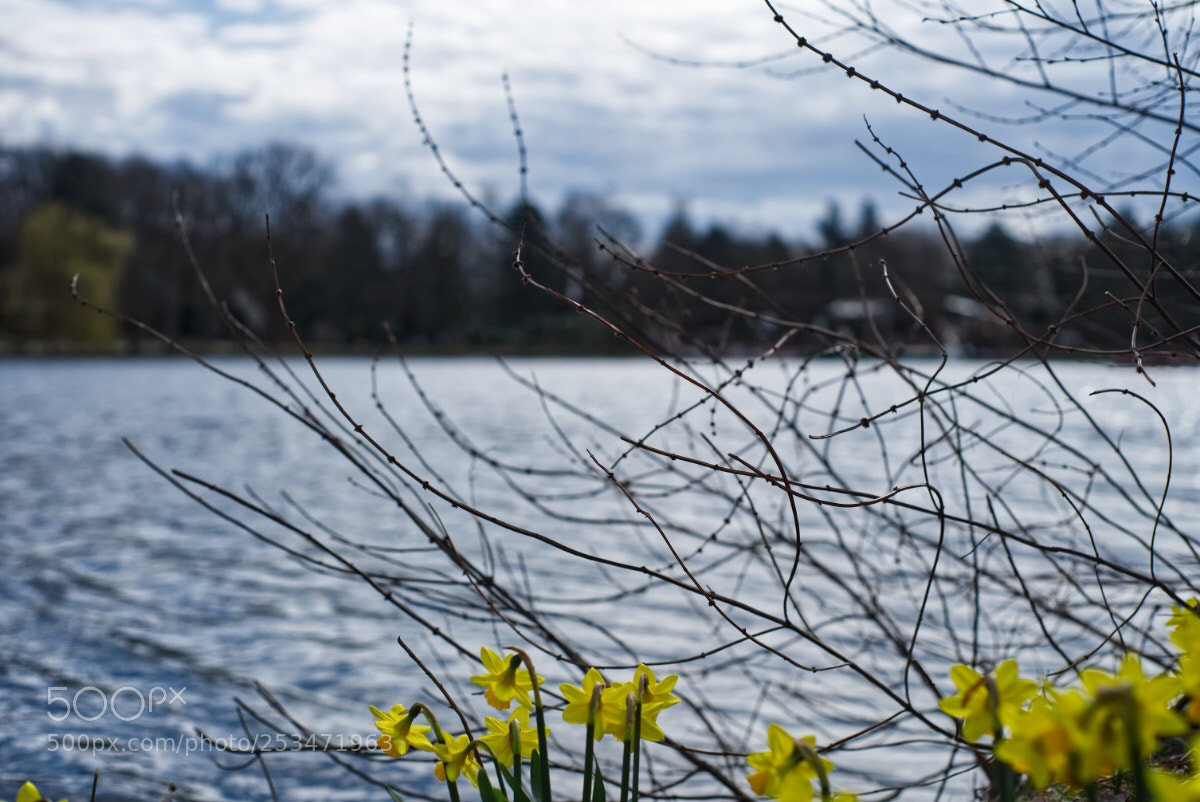 Sony a7 II sample photo. 38 /365  photography