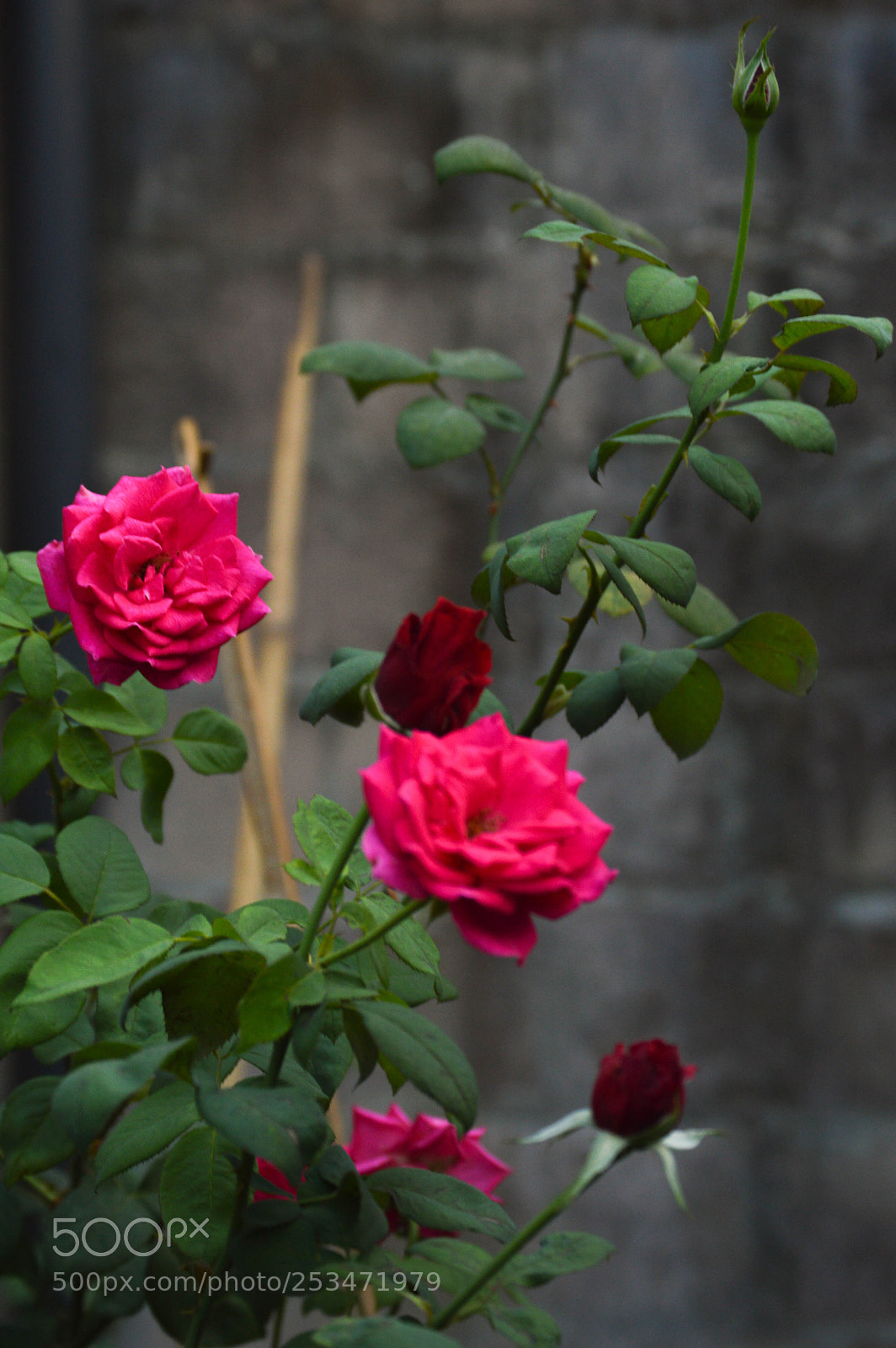 Nikon D3200 sample photo. Dsc photography