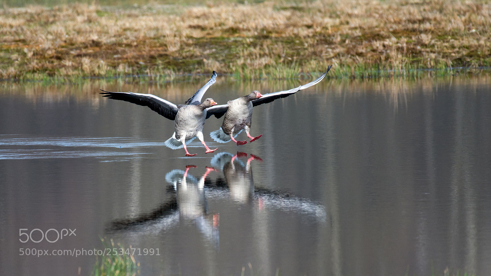 Nikon D500 sample photo. Landing photography