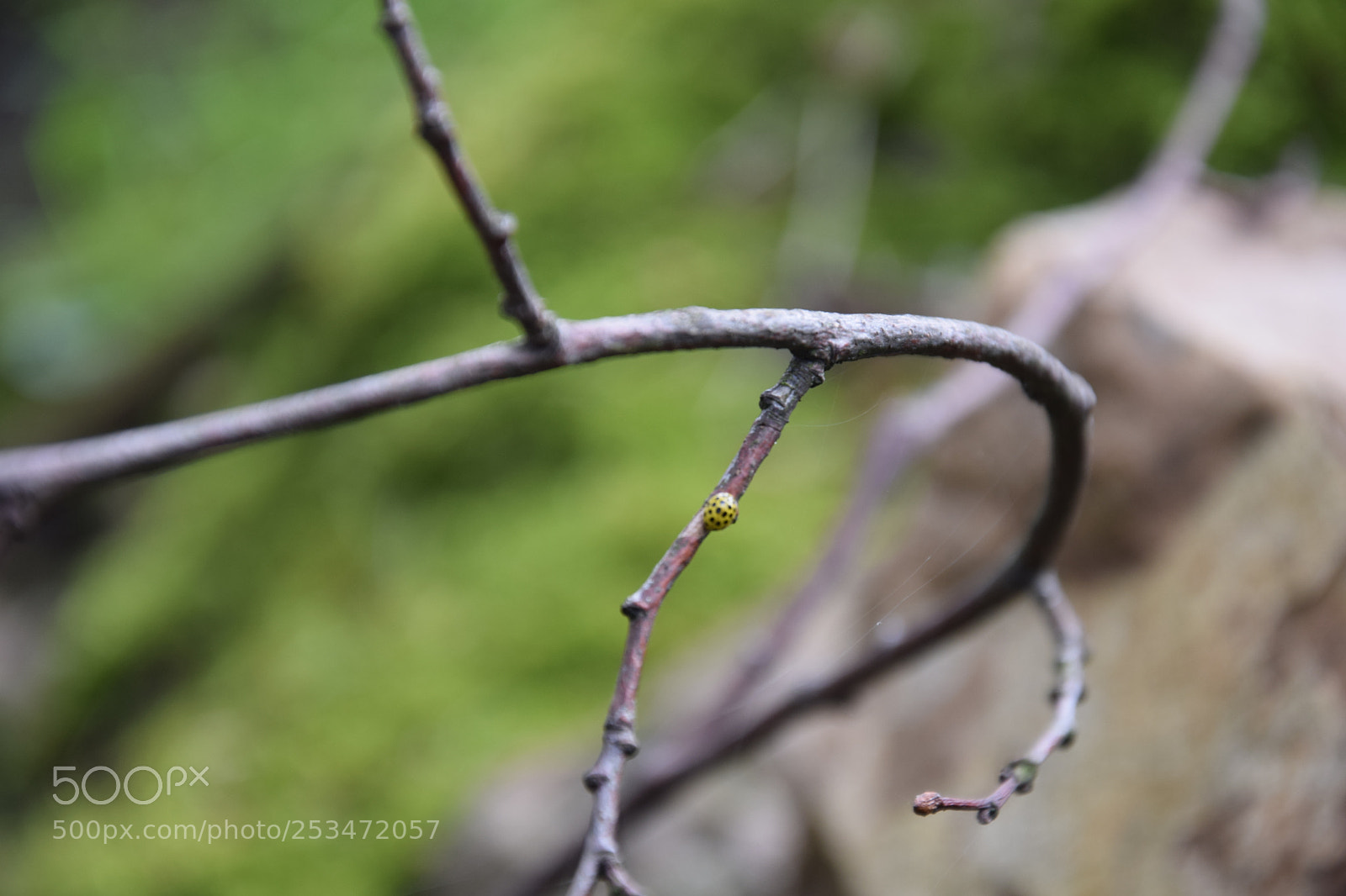 Nikon D3300 sample photo. Yellow ladybird photography