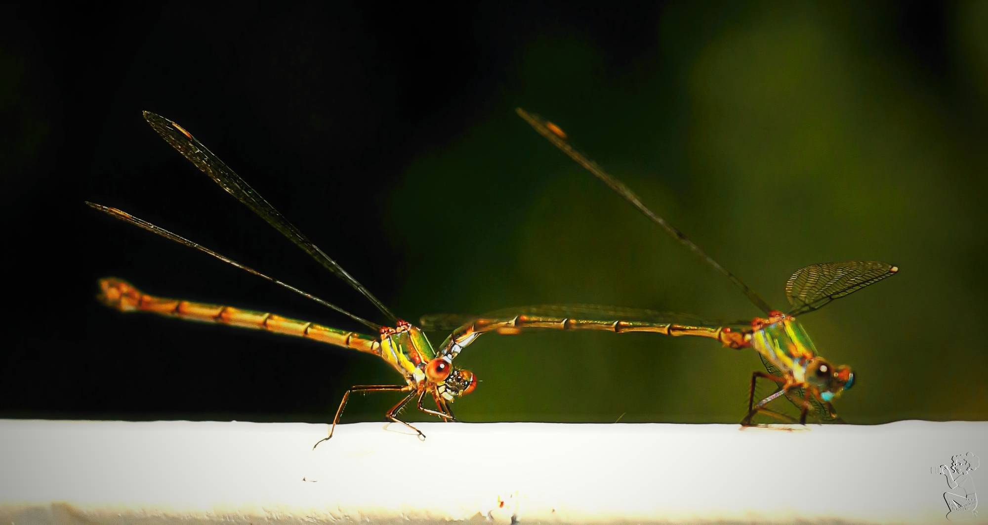 Canon EOS 650D (EOS Rebel T4i / EOS Kiss X6i) sample photo. Orange feather dragonfly photography