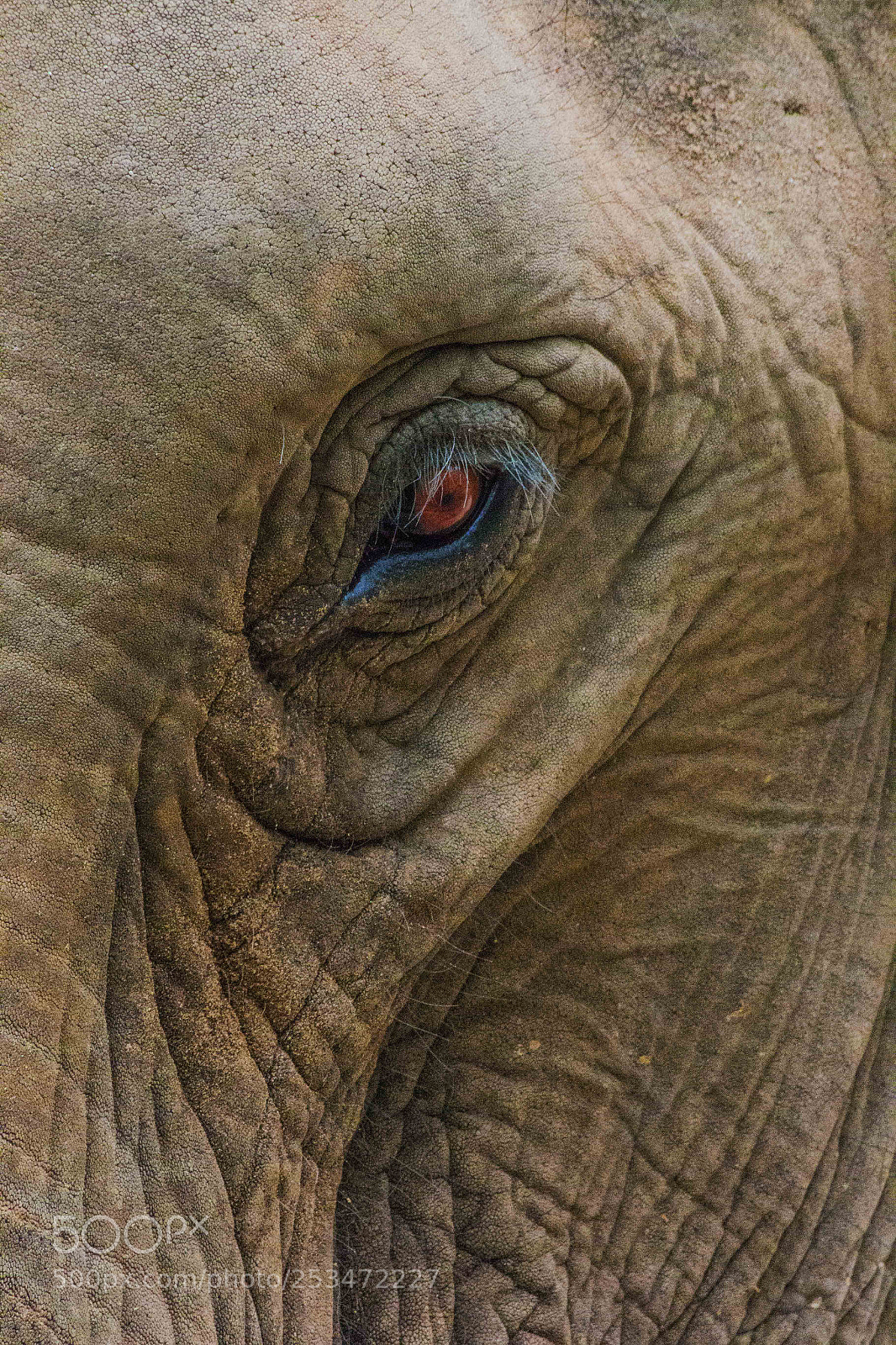 Canon EOS 70D sample photo. Asian elephant at saigon photography
