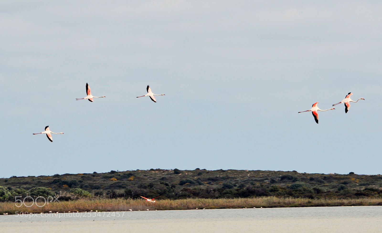 Nikon D7100 sample photo. Fenicotteri rosa photography