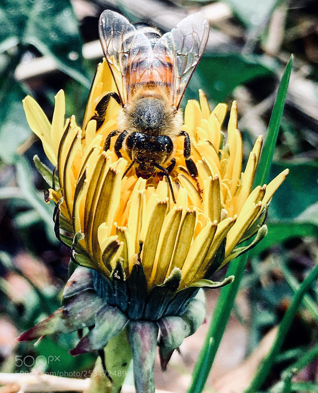Apple iPhone 6s sample photo. ? photography