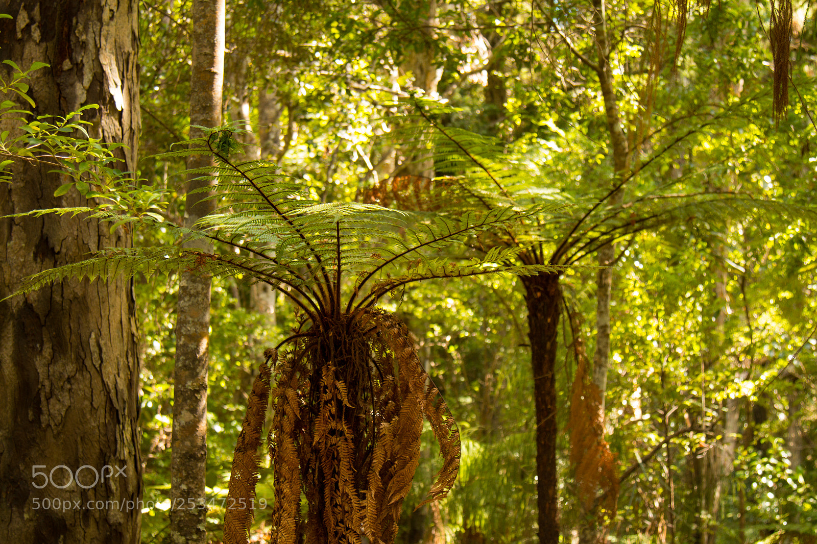 Canon EOS 70D sample photo. Tree ferns, ulva island. photography