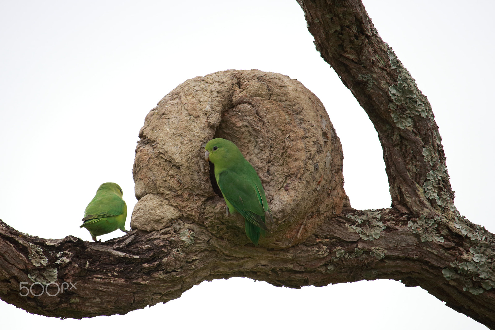 Canon EF-S 55-250mm F4-5.6 IS STM sample photo. In search of a home photography