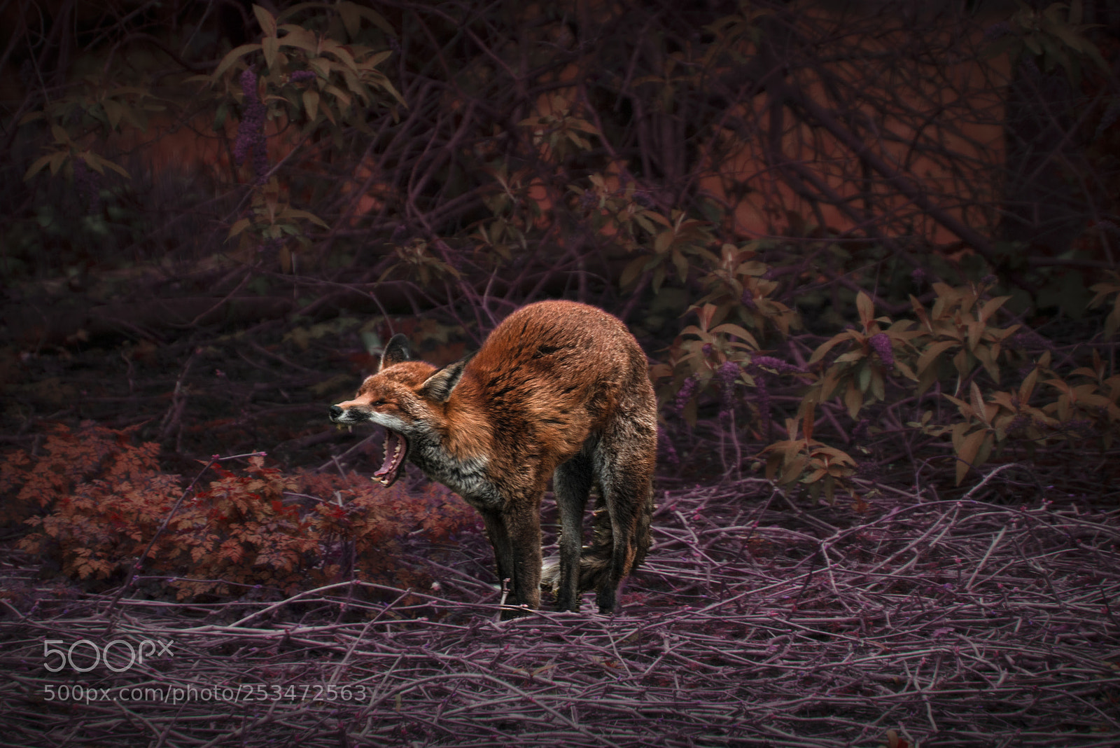 Nikon D610 sample photo. Red fox photography