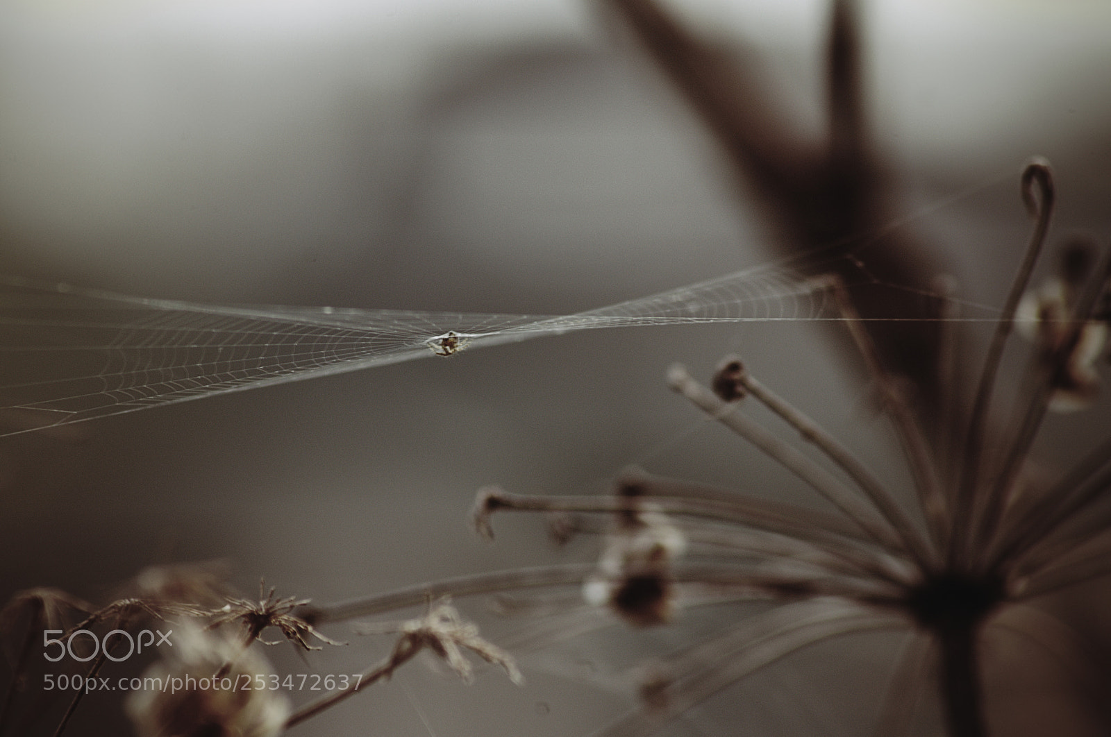 Pentax K-5 sample photo. Untitled photography