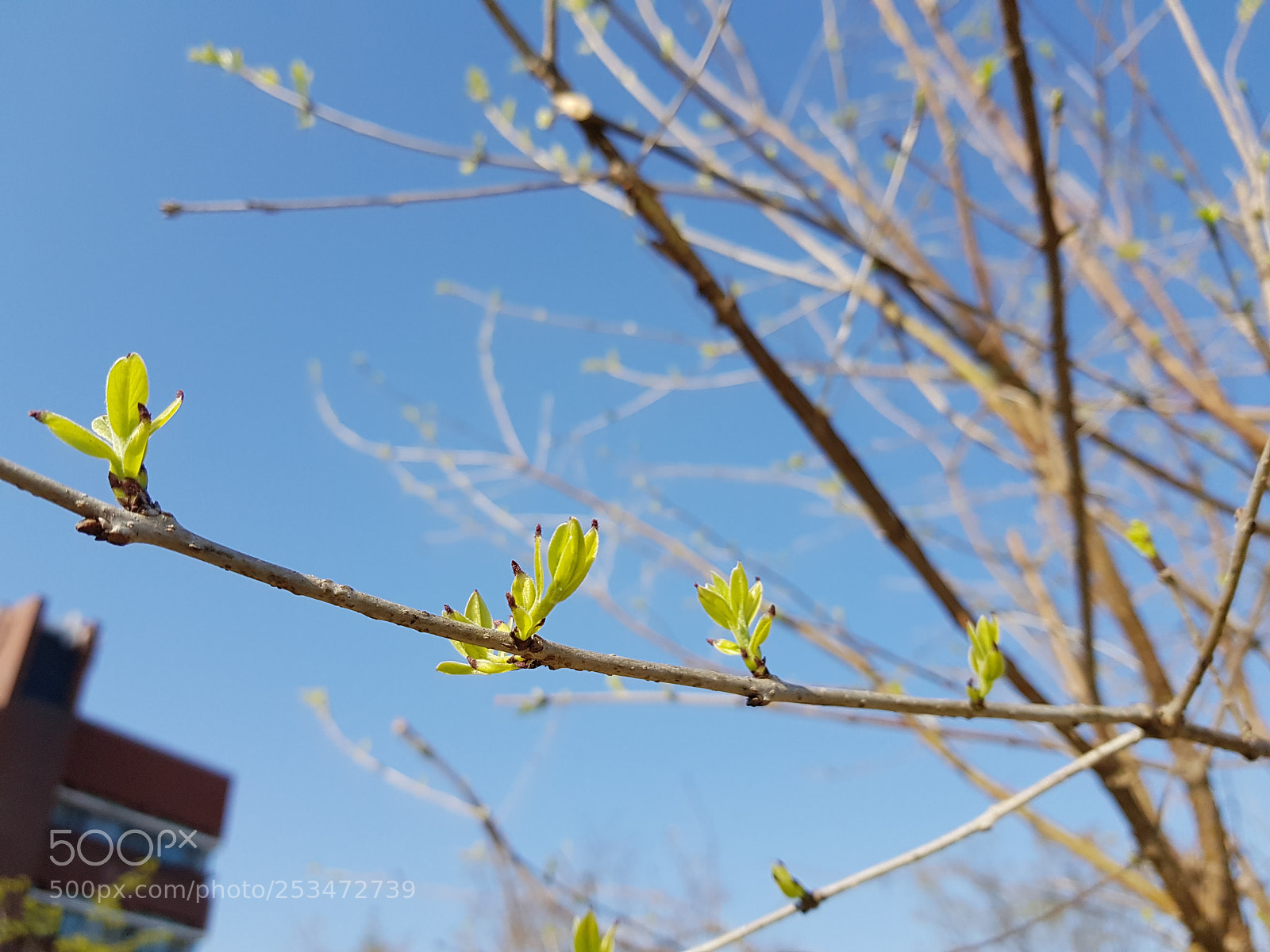 Samsung Galaxy S8+ sample photo. Bud photography