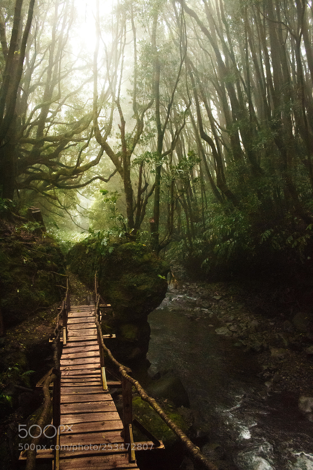 Canon EOS 700D (EOS Rebel T5i / EOS Kiss X7i) sample photo. Laurel forest iii photography