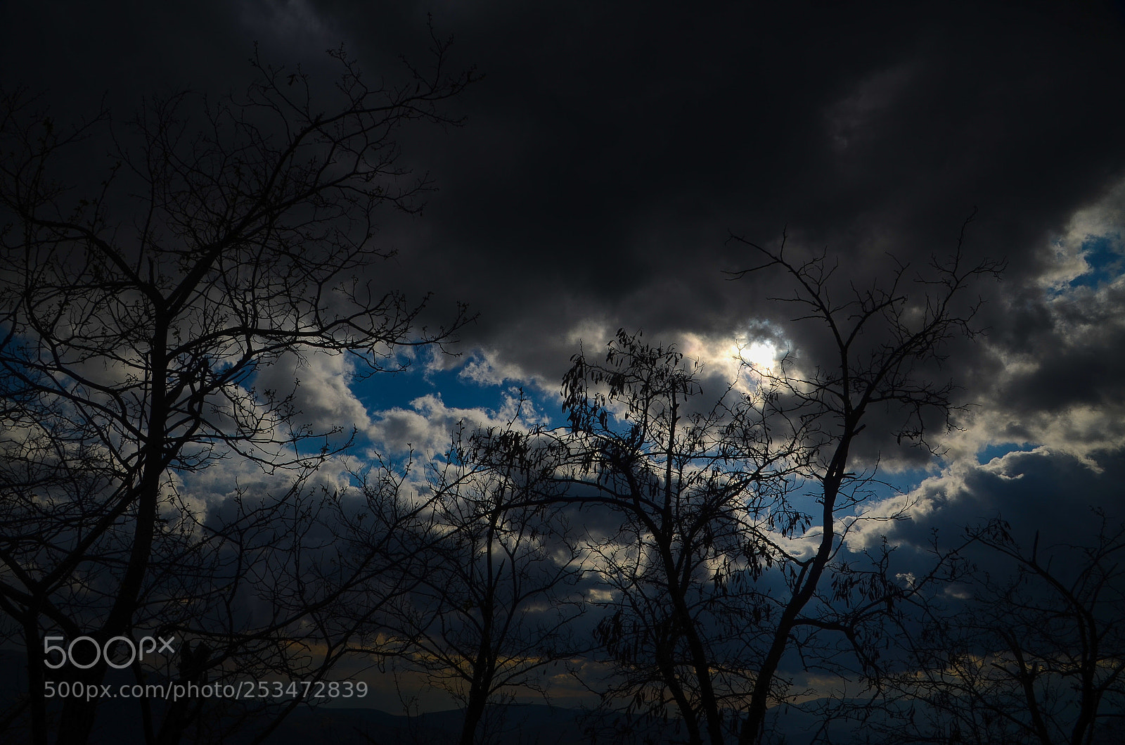 Nikon D7000 sample photo. Branches in the sky photography