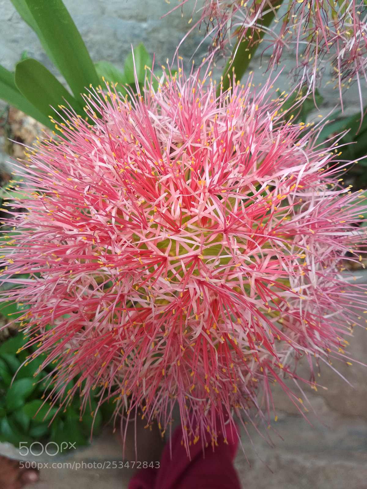 Xiaomi Redmi 4 Pro sample photo. May flower india photography