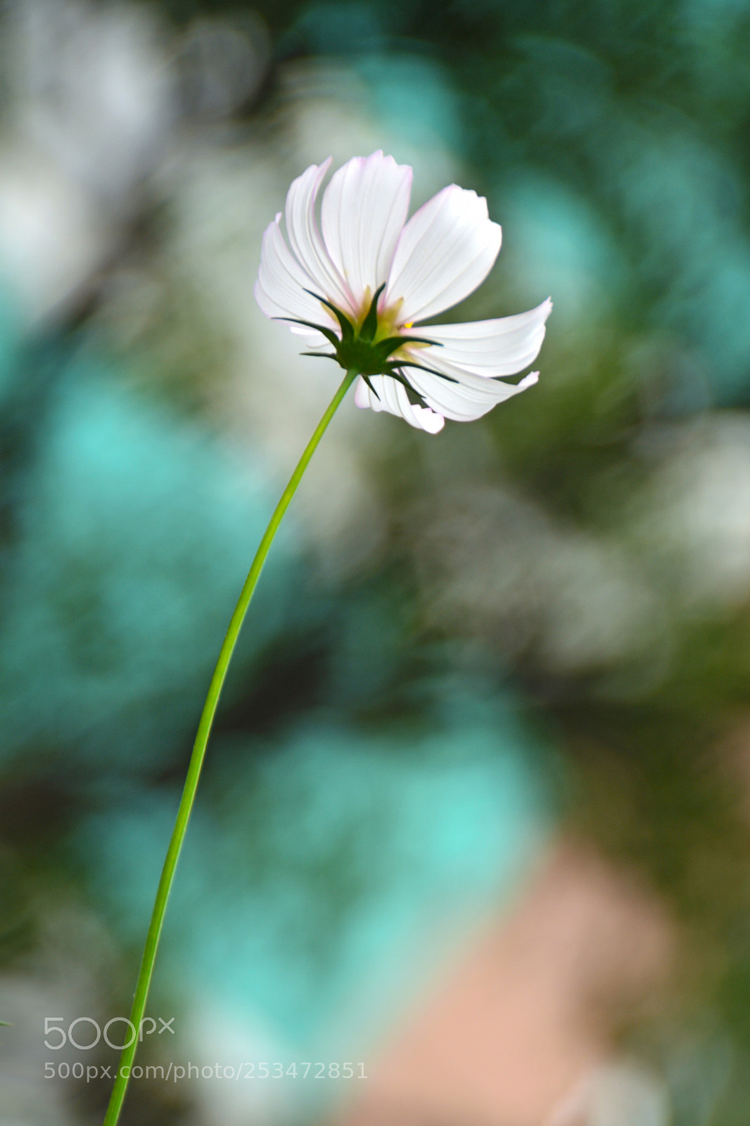 Nikon D5200 sample photo. 格桑花galsang flower-2 photography