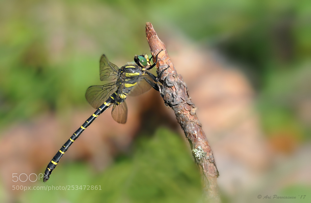 Nikon D300S sample photo. Golden-ringed dragonfly photography