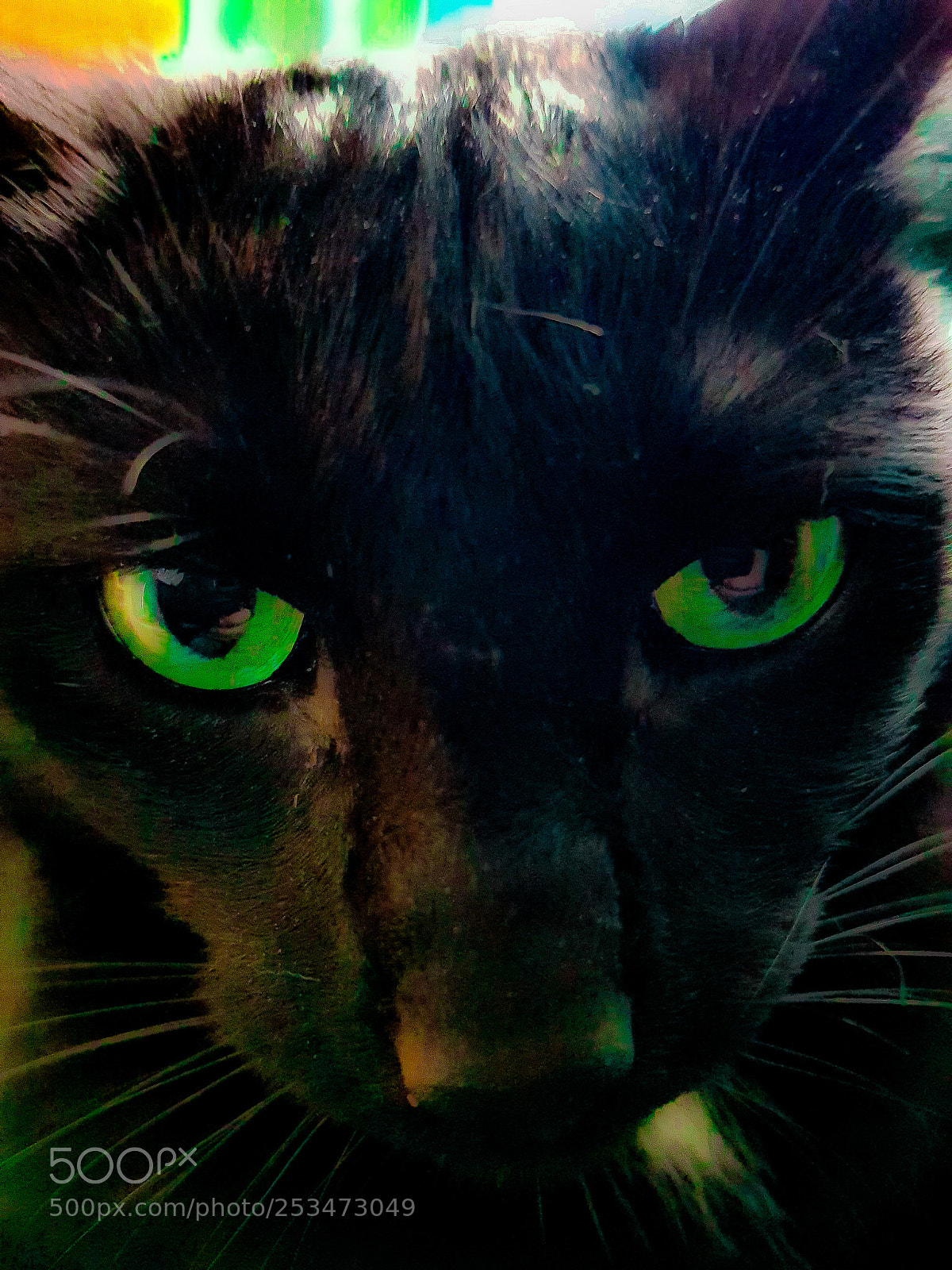 Samsung Galaxy S8 sample photo. Black cat photography