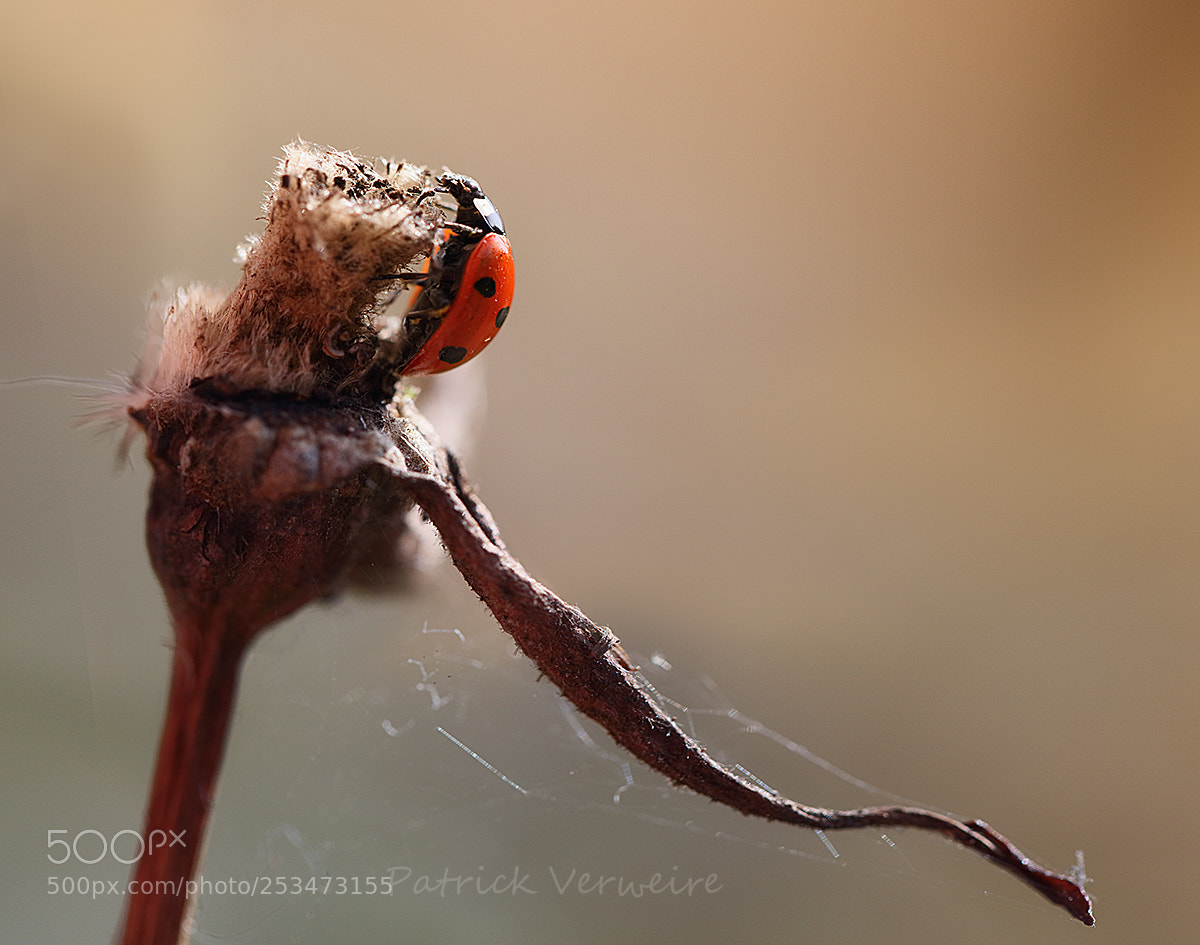 Canon EOS 5DS sample photo. Ladybird 6 photography