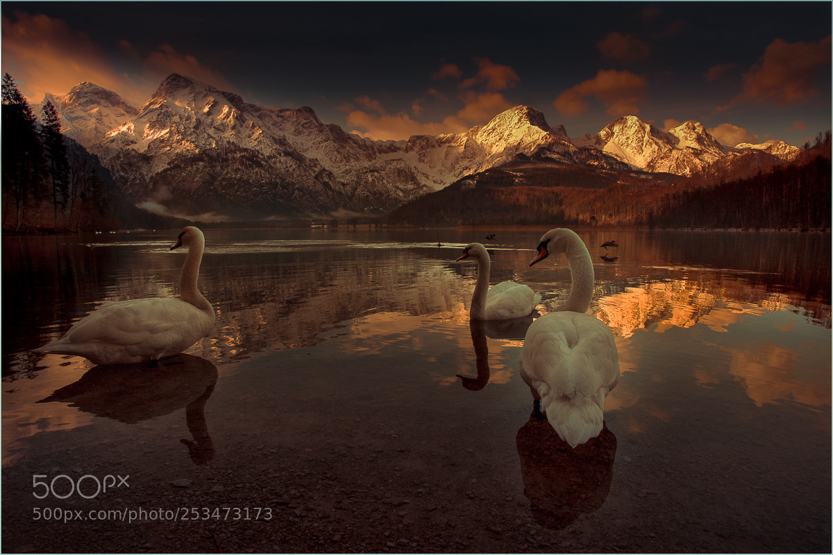 Pentax K-3 sample photo. Schwan am almsee photography