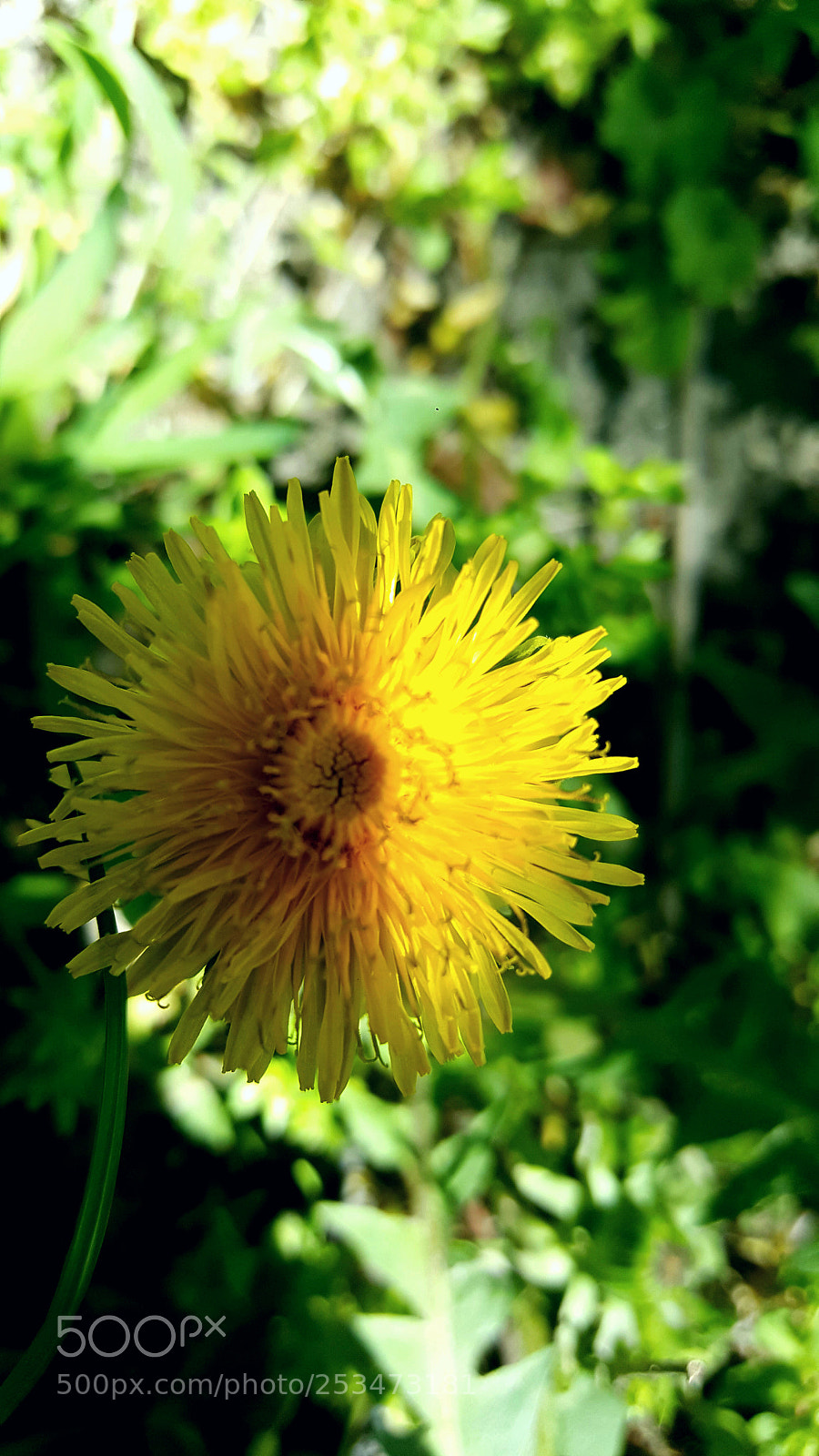 Samsung Galaxy Note5 sample photo. Untitled photography