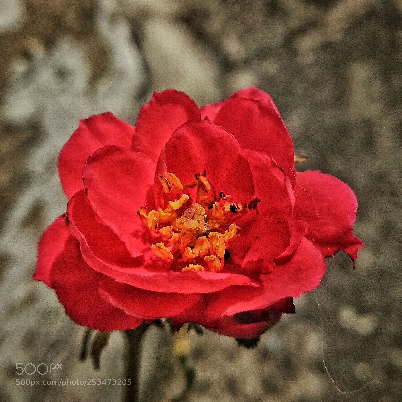 Xiaomi Redmi Note 5 sample photo. Red rose photography